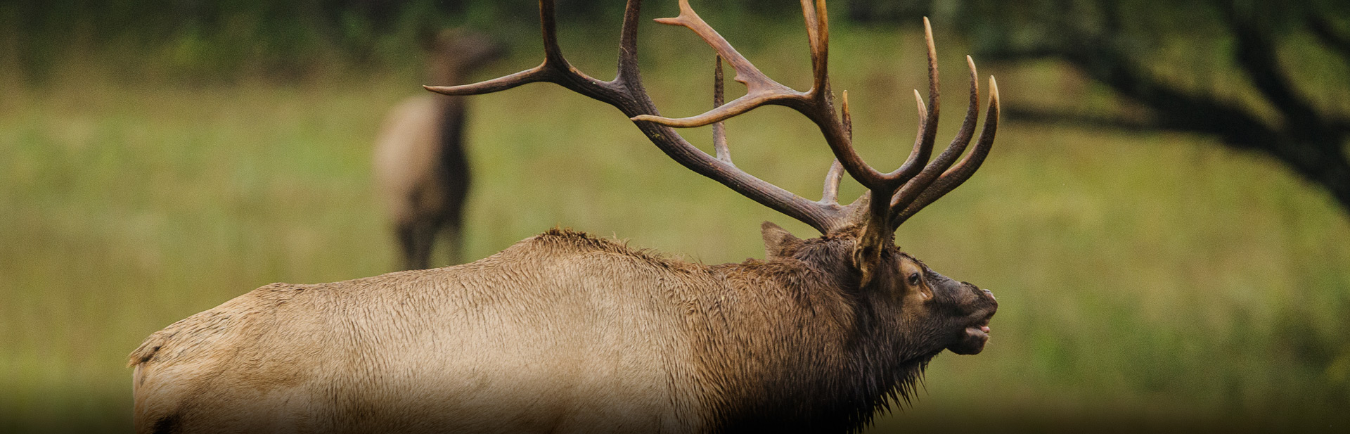 Elk Hunting Kentucky Department of Fish & Wildlife